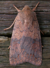 Bicolored Sallow